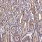 FAST Kinase Domains 3 antibody, PA5-64374, Invitrogen Antibodies, Immunohistochemistry frozen image 