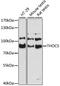 THO Complex 5 antibody, 14-078, ProSci, Western Blot image 