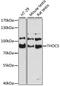 THO complex subunit 5 homolog antibody, 14-078, ProSci, Western Blot image 