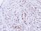 NIMA Related Kinase 4 antibody, LS-C185503, Lifespan Biosciences, Immunohistochemistry paraffin image 