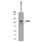 Cartilage Oligomeric Matrix Protein antibody, MAB3134, R&D Systems, Western Blot image 