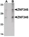 Zinc Finger Protein 346 antibody, PA5-21107, Invitrogen Antibodies, Western Blot image 