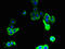S36A2 antibody, LS-C395264, Lifespan Biosciences, Immunofluorescence image 