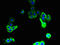 Proton-coupled amino acid transporter 2 antibody, LS-C395264, Lifespan Biosciences, Immunofluorescence image 