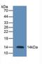 Resistin antibody, LS-C664148, Lifespan Biosciences, Western Blot image 