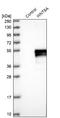 Wnt Family Member 8A antibody, NBP1-86853, Novus Biologicals, Western Blot image 