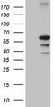 Chromodomain Y-Linked 2B antibody, TA810406, Origene, Western Blot image 