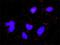 p21 antibody, H00001026-M02, Novus Biologicals, Proximity Ligation Assay image 