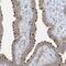 TRAF3 Interacting Protein 1 antibody, NBP2-32704, Novus Biologicals, Immunohistochemistry paraffin image 