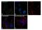 SPG11 Vesicle Trafficking Associated, Spatacsin antibody, 702776, Invitrogen Antibodies, Immunofluorescence image 