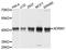 Adhesion Regulating Molecule 1 antibody, STJ22536, St John