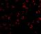 Kinesin Family Member 5A antibody, orb88397, Biorbyt, Immunofluorescence image 