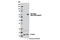 T antibody, 12312S, Cell Signaling Technology, Western Blot image 