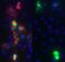 Actin Like 6A antibody, 75-330, Antibodies Incorporated, Immunofluorescence image 