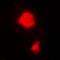 RNA Binding Fox-1 Homolog 3 antibody, abx141571, Abbexa, Western Blot image 