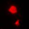 RNA binding protein fox-1 homolog 3 antibody, abx141571, Abbexa, Western Blot image 