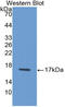 Interferon Gamma antibody, LS-C314134, Lifespan Biosciences, Western Blot image 