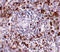 Epstein-Barr Virus Induced 3 antibody, 4967, ProSci, Immunohistochemistry frozen image 