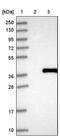 Collectin Subfamily Member 11 antibody, PA5-57203, Invitrogen Antibodies, Western Blot image 