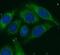 Albumin antibody, FNab00279, FineTest, Immunofluorescence image 