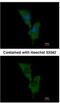 Engulfment And Cell Motility 1 antibody, NBP1-33645, Novus Biologicals, Immunocytochemistry image 