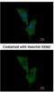 Engulfment and cell motility protein 1 antibody, NBP1-33645, Novus Biologicals, Immunocytochemistry image 