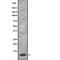 Serine Peptidase Inhibitor, Kazal Type 7 (Putative) antibody, PA5-67798, Invitrogen Antibodies, Western Blot image 