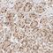 Replication Factor C Subunit 3 antibody, HPA030149, Atlas Antibodies, Immunohistochemistry frozen image 