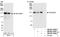 Symplekin antibody, NB100-74592, Novus Biologicals, Western Blot image 