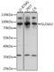 Solute Carrier Family 6 Member 3 antibody, 15-942, ProSci, Western Blot image 