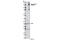 Large Tumor Suppressor Kinase 1 antibody, 8654S, Cell Signaling Technology, Western Blot image 