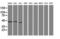 Serpin B13 antibody, LS-C173396, Lifespan Biosciences, Western Blot image 