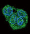 Surfactant Protein C antibody, 57-199, ProSci, Immunofluorescence image 