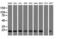 VHL Binding Protein 1 antibody, LS-C173955, Lifespan Biosciences, Western Blot image 