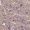 Tetratricopeptide Repeat Domain 9C antibody, HPA055169, Atlas Antibodies, Immunohistochemistry frozen image 