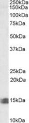 Caspase Recruitment Domain Family Member 17 antibody, LS-C108939, Lifespan Biosciences, Western Blot image 