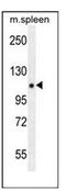 Proline, Glutamate And Leucine Rich Protein 1 antibody, AP53256PU-N, Origene, Western Blot image 