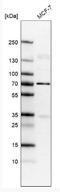 Lamin B1 antibody, NBP2-59783, Novus Biologicals, Western Blot image 