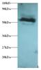 Ganglioside expression factor 2 antibody, LS-C211628, Lifespan Biosciences, Western Blot image 