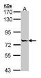 Mitochondrial Intermediate Peptidase antibody, GTX105574, GeneTex, Western Blot image 