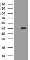 TBC1 Domain Family Member 21 antibody, LS-C337525, Lifespan Biosciences, Western Blot image 