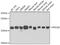 Programmed Cell Death 6 antibody, GTX33394, GeneTex, Western Blot image 