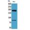 CD163 Molecule Like 1 antibody, LS-C387162, Lifespan Biosciences, Western Blot image 