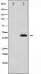 p38 antibody, TA325655, Origene, Western Blot image 