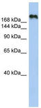 Contactin-associated protein-like 4 antibody, TA342057, Origene, Western Blot image 