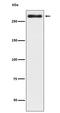 Talin 2 antibody, M06080, Boster Biological Technology, Western Blot image 