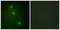 Activating Transcription Factor 1 antibody, LS-B9140, Lifespan Biosciences, Immunofluorescence image 
