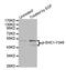 SHC Adaptor Protein 1 antibody, MBS128374, MyBioSource, Western Blot image 