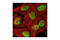 Lysine Demethylase 3B antibody, 3314S, Cell Signaling Technology, Immunofluorescence image 