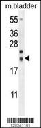 Nucleoredoxin Like 2 antibody, 55-263, ProSci, Western Blot image 